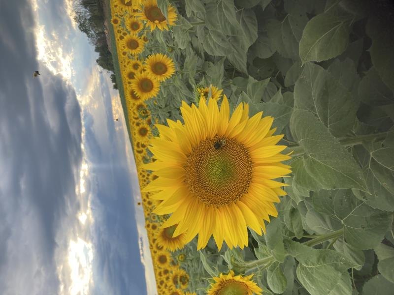 Golden hour sunflower ticket